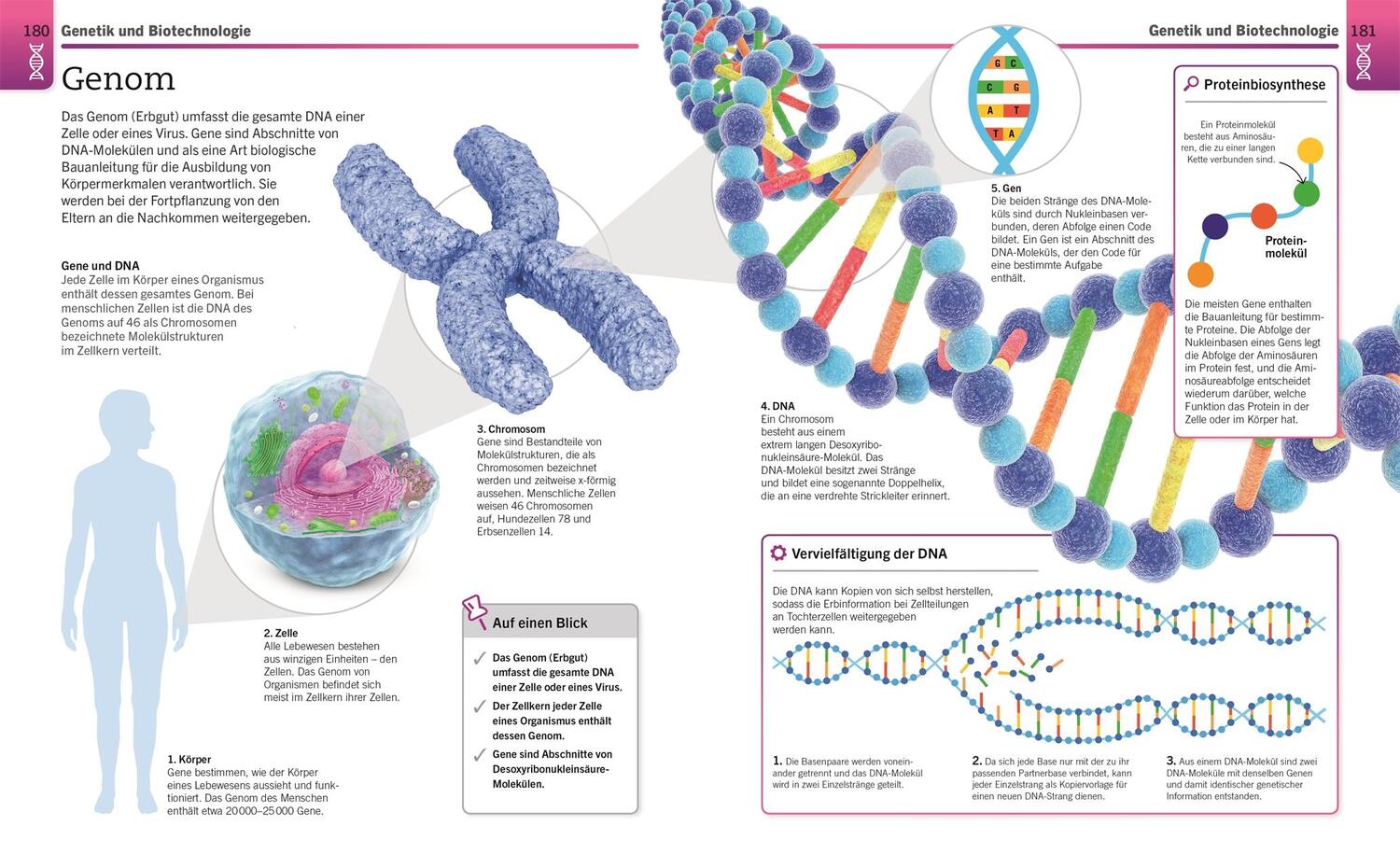 Bild: 9783831042906 | Visuelles Wissen. Biologie | Taschenbuch | Visuelles Wissen | 288 S.