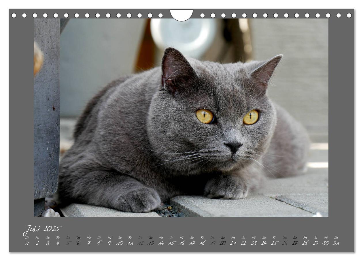 Bild: 9783435401673 | GRAUE ENGEL Britischkurzhaar-Katzen (Wandkalender 2025 DIN A4...