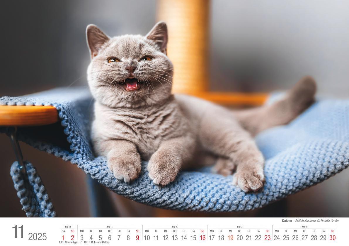 Bild: 9783965352360 | Katzen 2025 Bildkalender A3 quer - Natalie Große | Holger Klaes | 2025