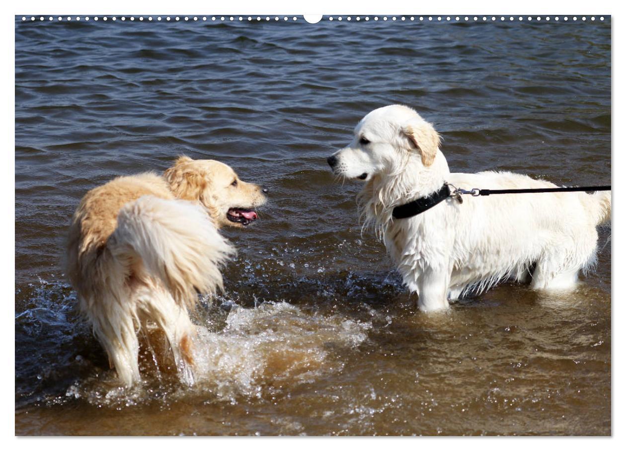 Bild: 9783435542277 | Golden Retriever ein treuer Begleiter (Wandkalender 2025 DIN A2...