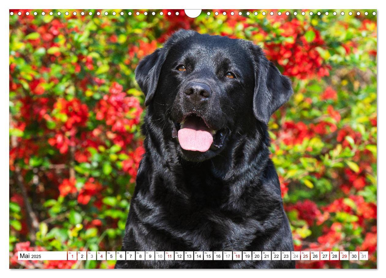 Bild: 9783435312658 | Freund auf 4 Pfoten - Labrador Retriever (Wandkalender 2025 DIN A3...