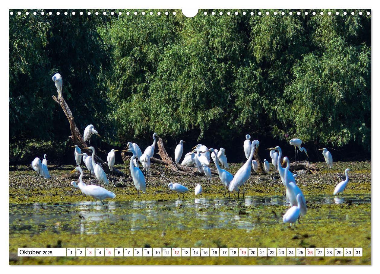 Bild: 9783383803048 | Rund um das Donaudelta (Wandkalender 2025 DIN A3 quer), CALVENDO...