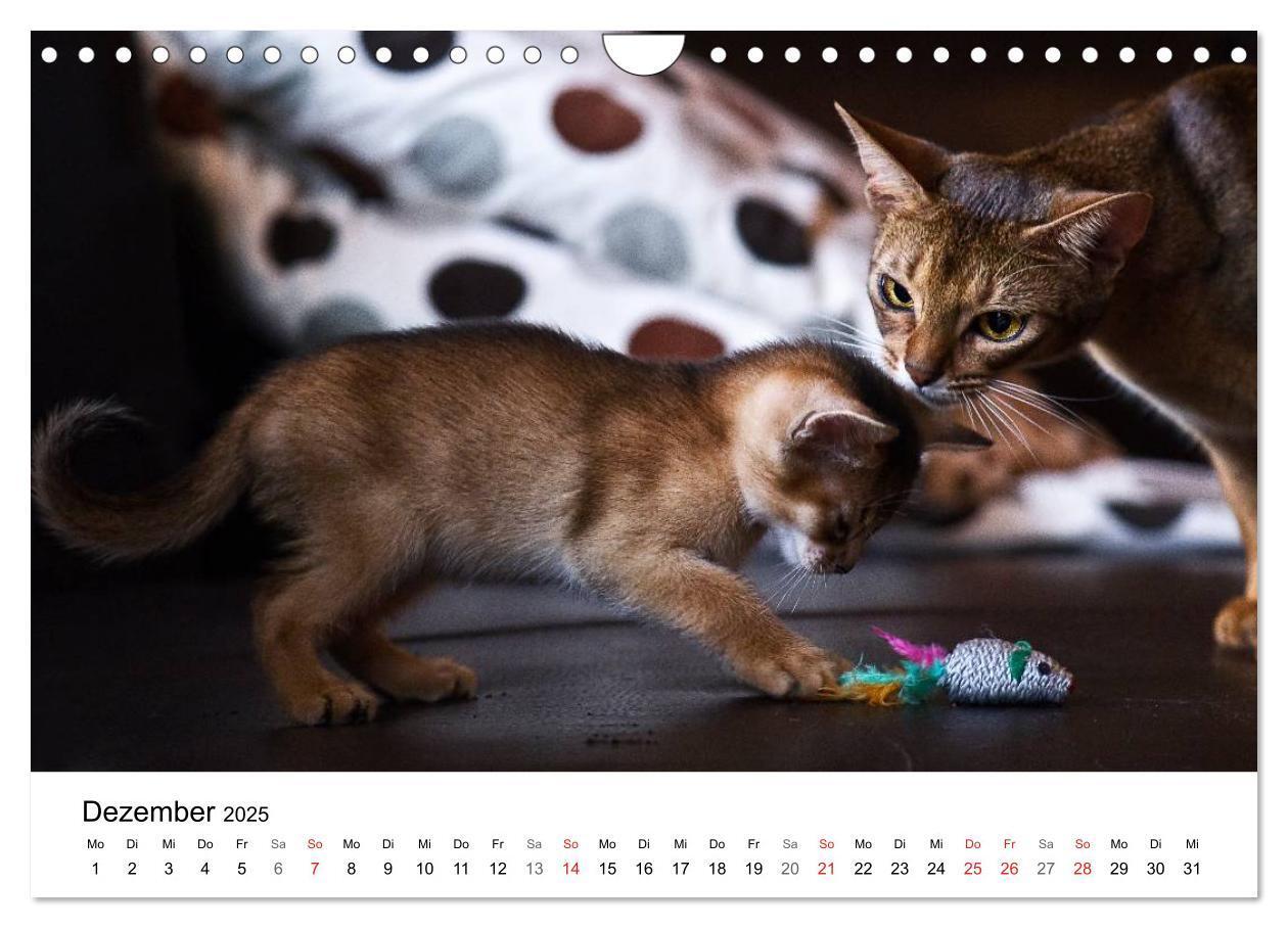 Bild: 9783435727605 | Rassekatzen 2025 (Wandkalender 2025 DIN A4 quer), CALVENDO...