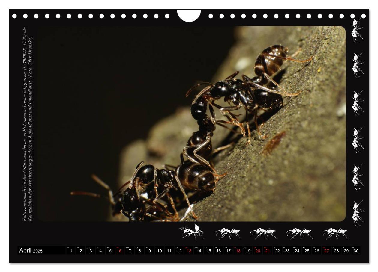 Bild: 9783435664153 | AntsNature - Faszination Ameisen (Wandkalender 2025 DIN A4 quer),...