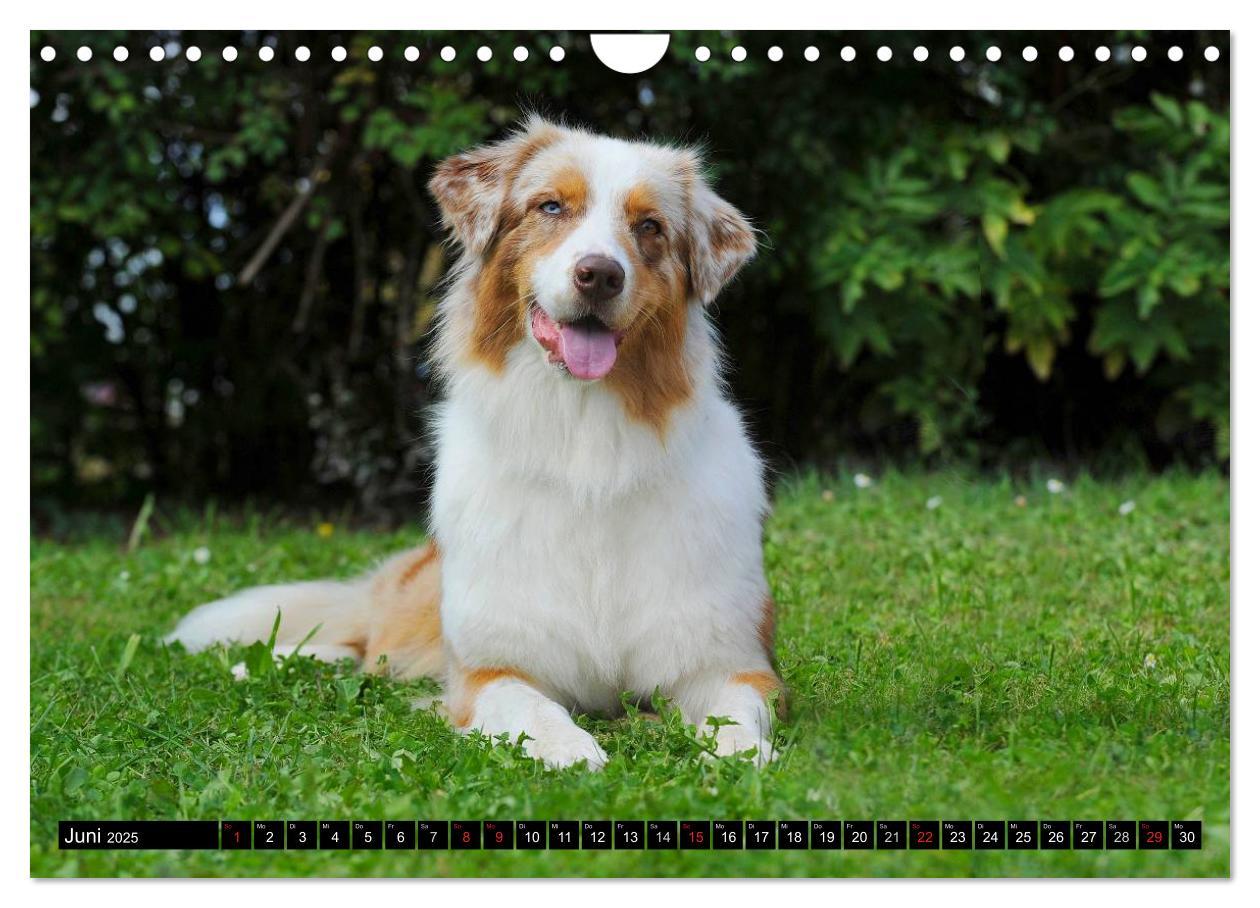 Bild: 9783435571451 | Bekannt wie ein bunter Hund. Australian Shepherd (Wandkalender 2025...