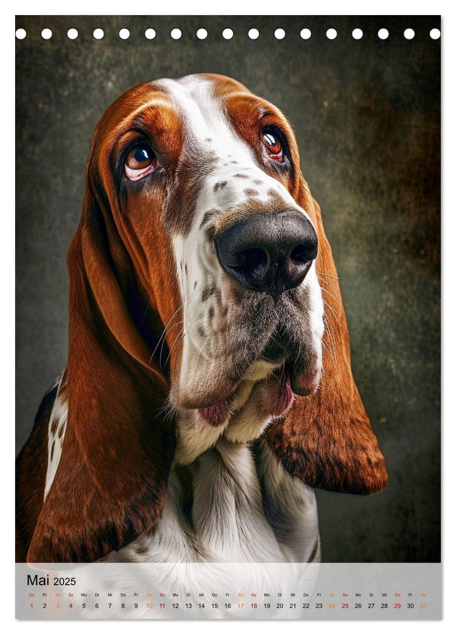 Bild: 9783383779923 | Basset Hound - freundlich und anhänglich (Tischkalender 2025 DIN A5...