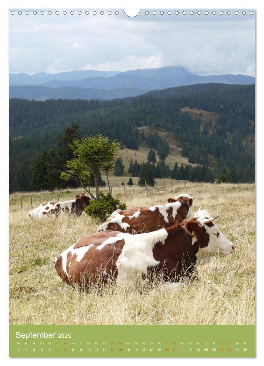 Bild: 9783457027424 | Schwarzwald und Kühe im Hochformat (Wandkalender 2025 DIN A3 hoch),...