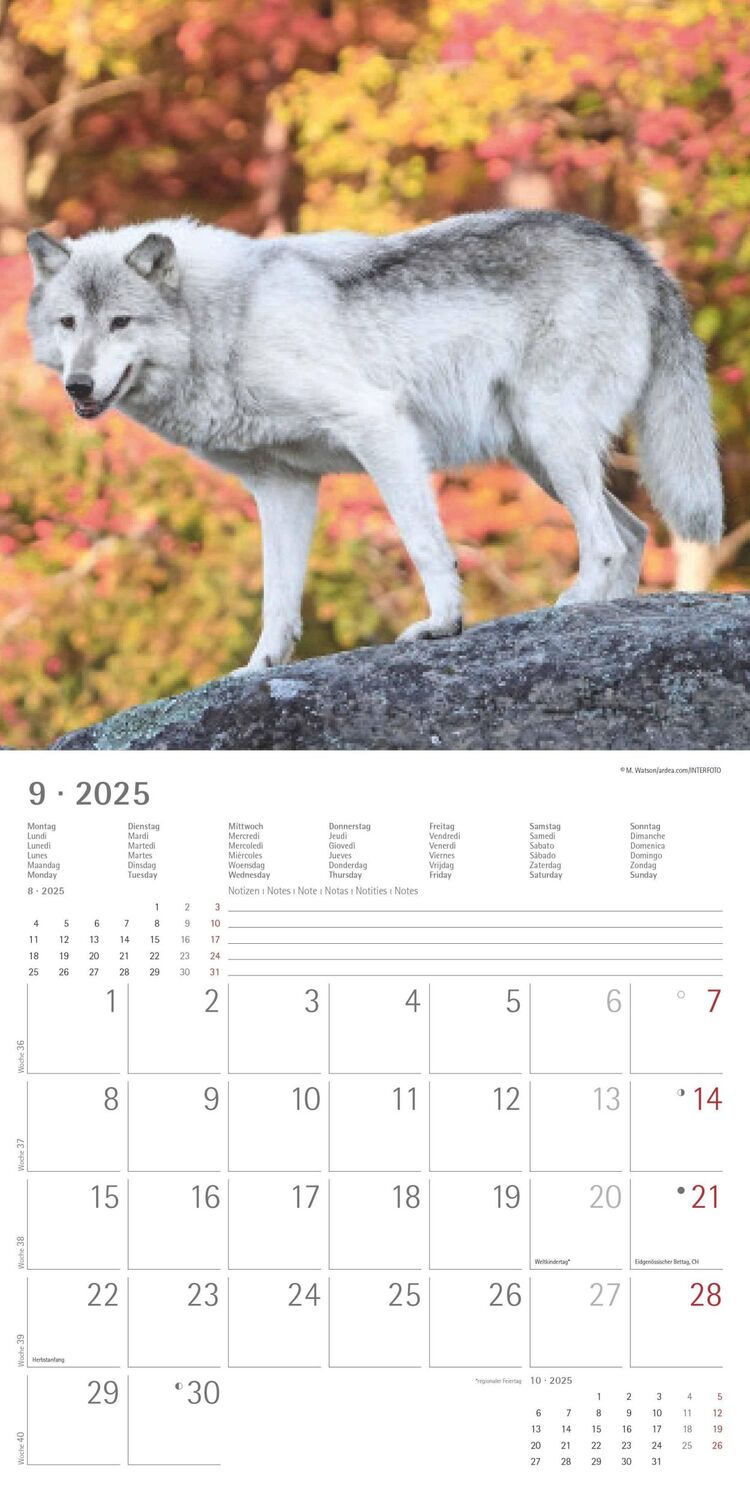 Bild: 4251732340711 | Wölfe 2025 - Broschürenkalender 30x30 cm (30x60 geöffnet) -...