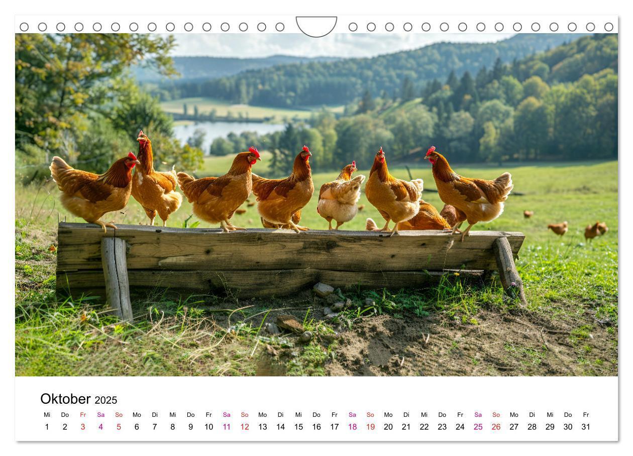 Bild: 9783457174890 | Hühner Federvieh (Wandkalender 2025 DIN A4 quer), CALVENDO...