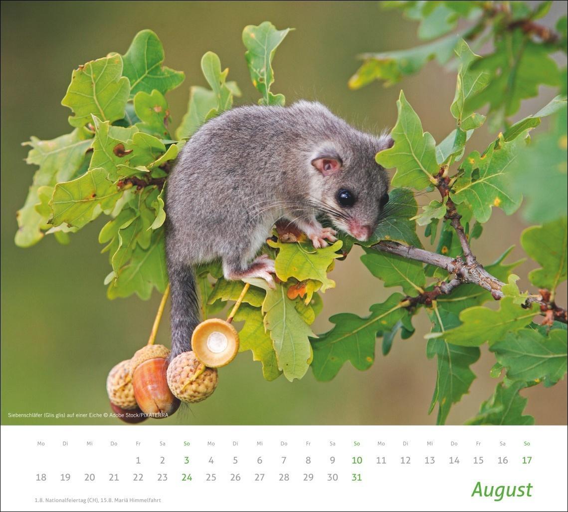 Bild: 9783756406913 | Heimische Tiere Bildkalender 2025 | Kalender | Spiralbindung | 14 S.