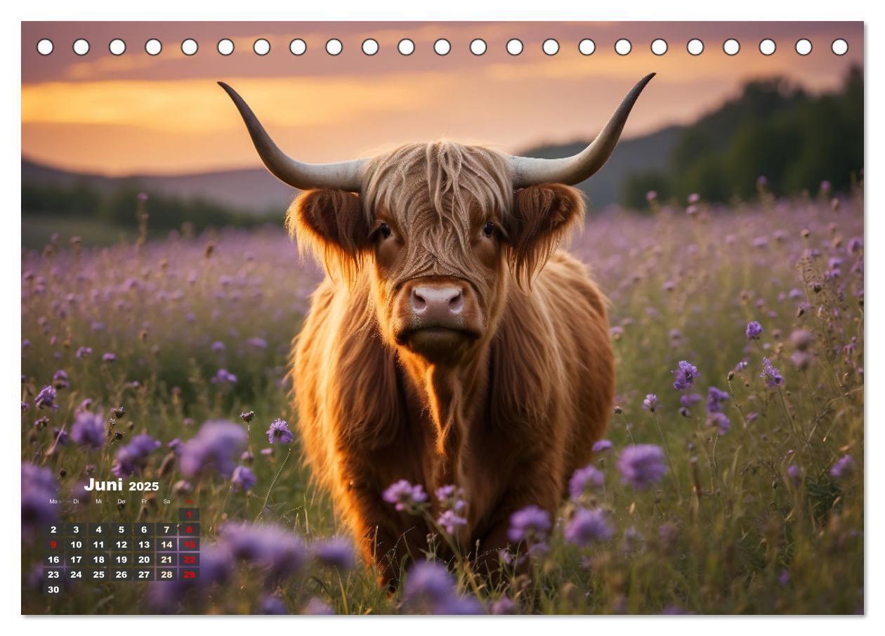 Bild: 9783383841309 | Highland Kühe (Tischkalender 2025 DIN A5 quer), CALVENDO...