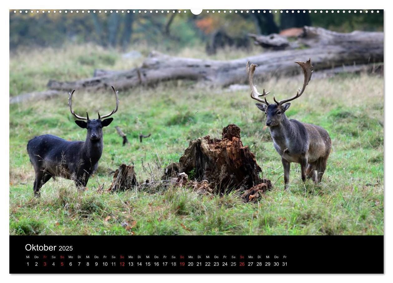 Bild: 9783435768554 | Rügen (Wandkalender 2025 DIN A2 quer), CALVENDO Monatskalender | Deter