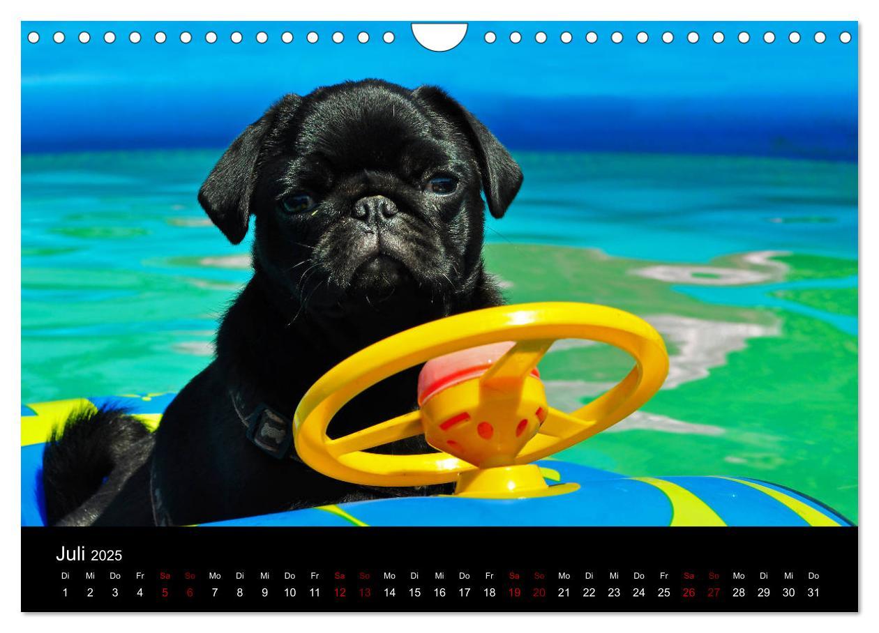 Bild: 9783435391530 | Alles Mops-Kalender 2025 (Wandkalender 2025 DIN A4 quer), CALVENDO...