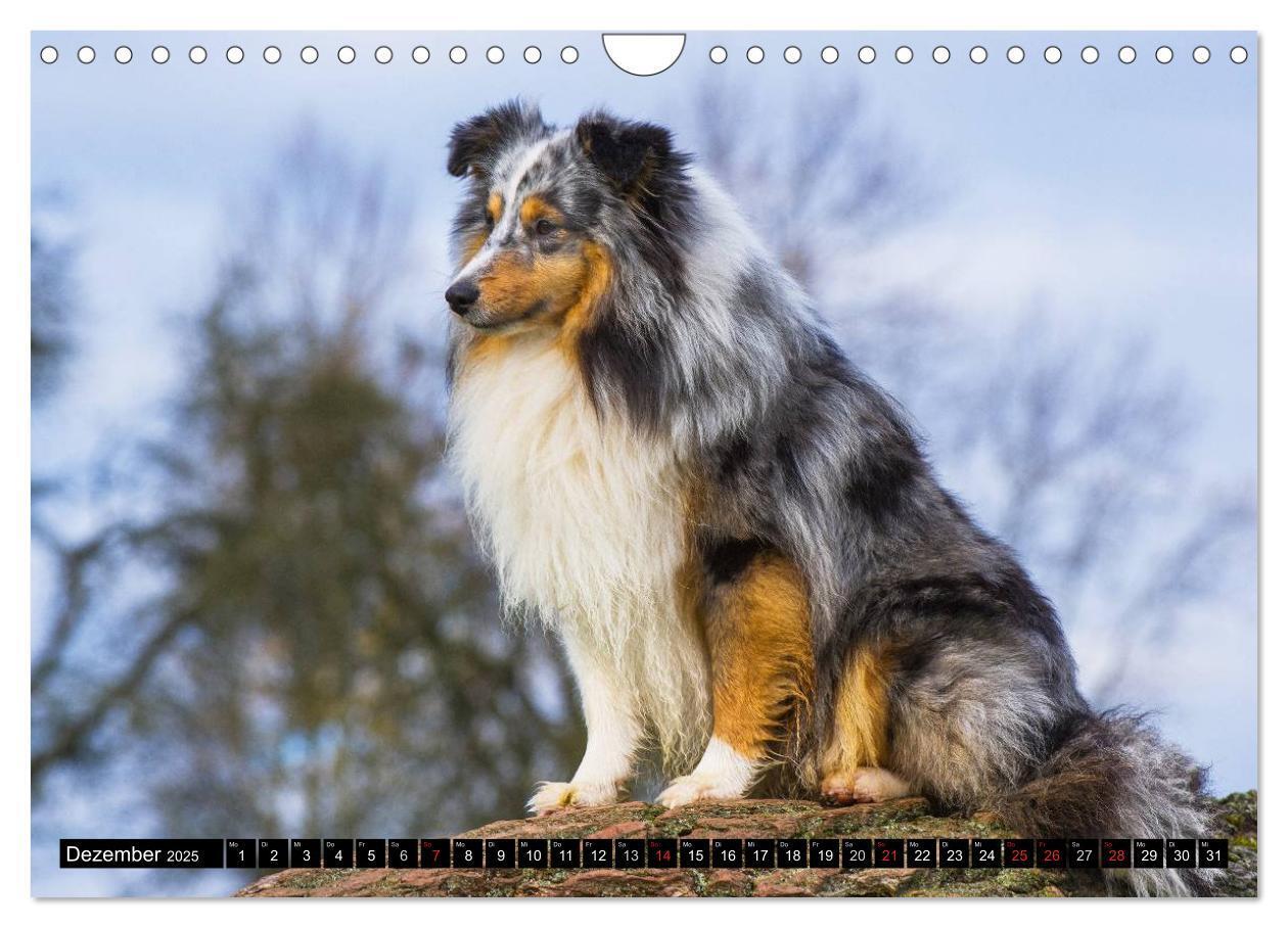 Bild: 9783435569878 | Traumhund Sheltie (Wandkalender 2025 DIN A4 quer), CALVENDO...