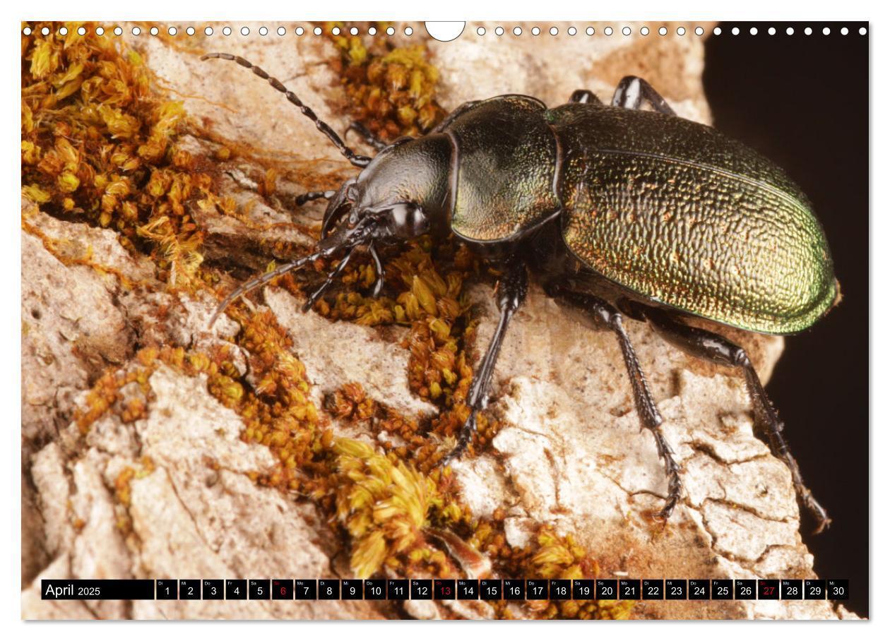 Bild: 9783435076949 | LAUFKÄFER - CARABIDAE (Wandkalender 2025 DIN A3 quer), CALVENDO...