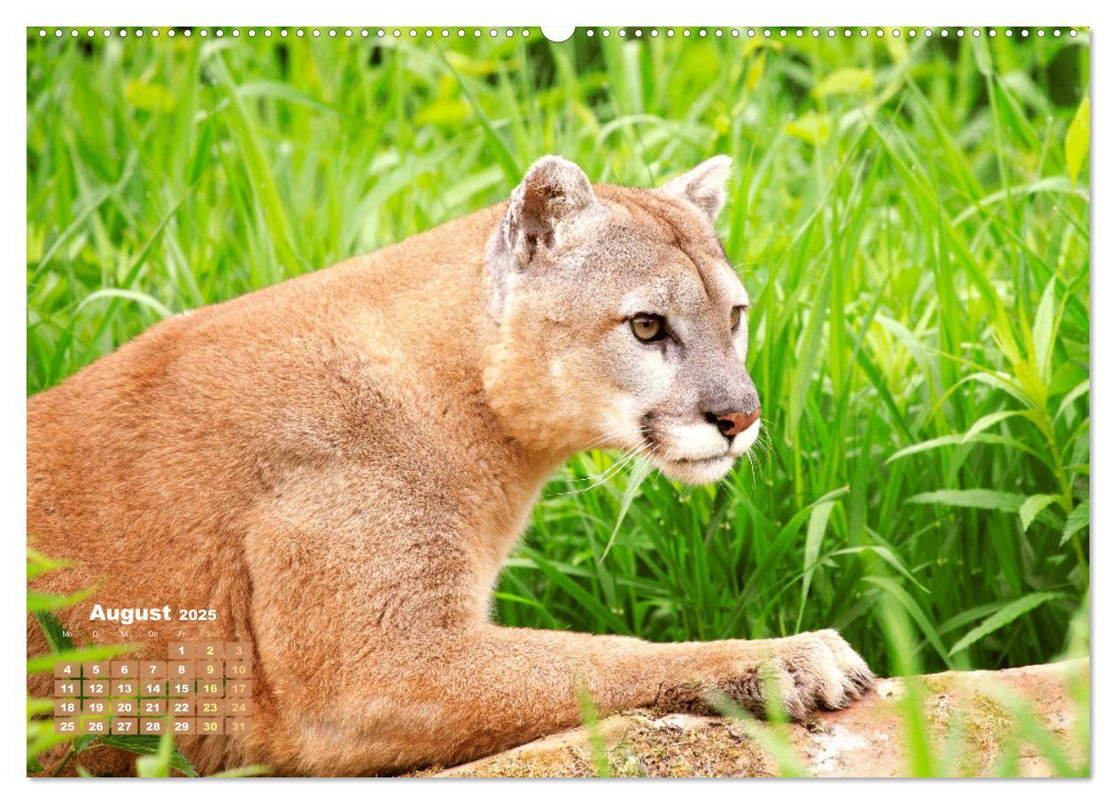 Bild: 9783383778278 | Puma: Auf leisen Pfoten (hochwertiger Premium Wandkalender 2025 DIN...