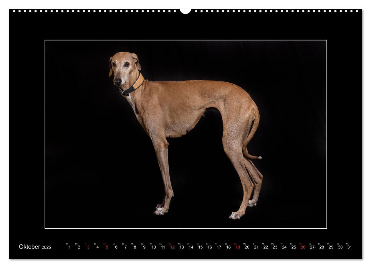 Bild: 9783435176809 | Windhunde - Schnelle Schönheiten (Wandkalender 2025 DIN A2 quer),...