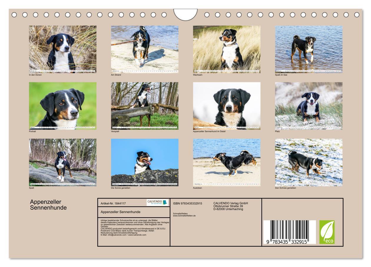 Bild: 9783435332915 | Appenzeller Sennenhunde (Wandkalender 2025 DIN A4 quer), CALVENDO...