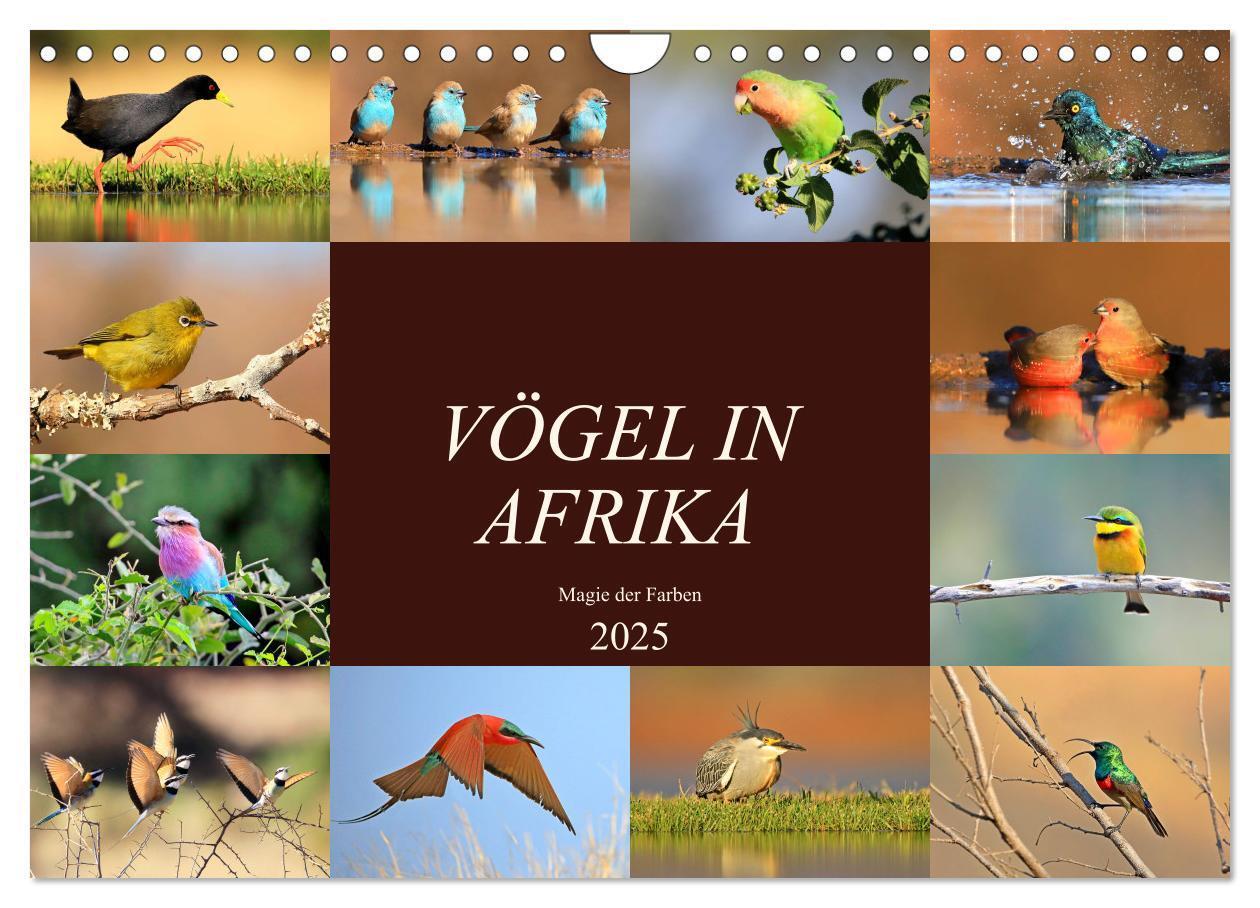 Cover: 9783435697809 | Vögel in Afrika - Magie der Farben (Wandkalender 2025 DIN A4 quer),...