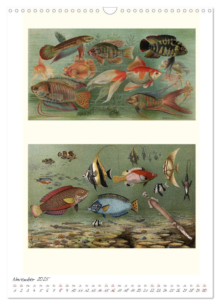 Bild: 9783435978632 | Formenspiele der Evolution. Chromolithographien des 19....