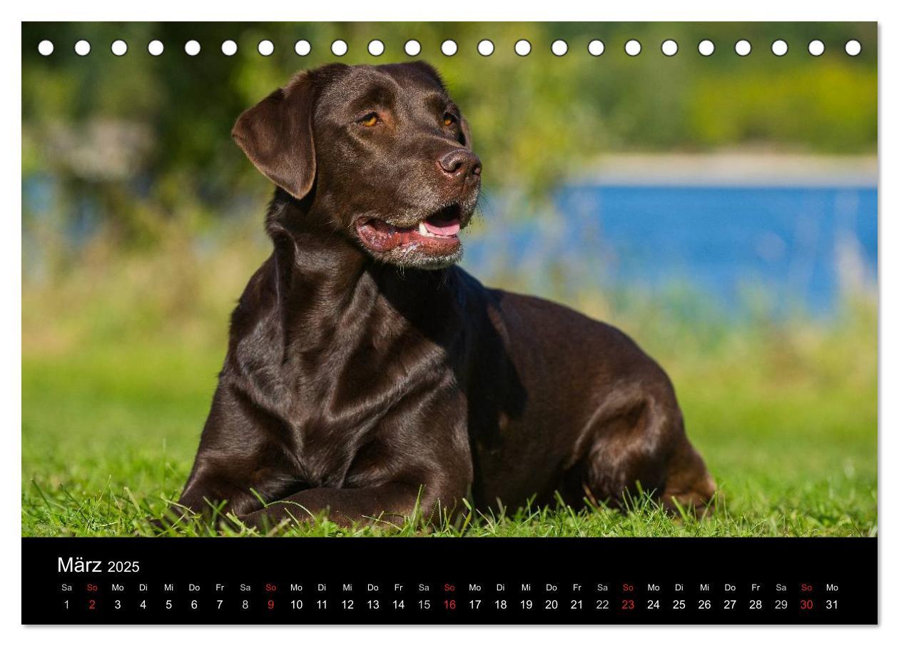 Bild: 9783435760510 | Labrador Retriever 2025 (Tischkalender 2025 DIN A5 quer), CALVENDO...