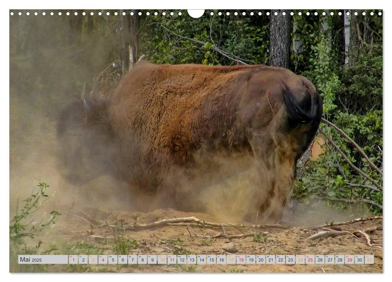 Bild: 9783435580149 | Bison und Wisent - Riesen mit unbändiger Kraft (Wandkalender 2025...