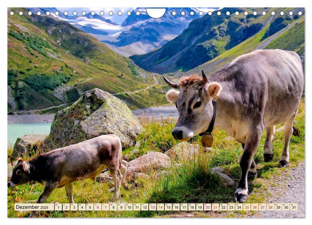 Bild: 9783435119479 | Berg-Kühe, Natur pur - unser schönster Urlaub (Wandkalender 2025...