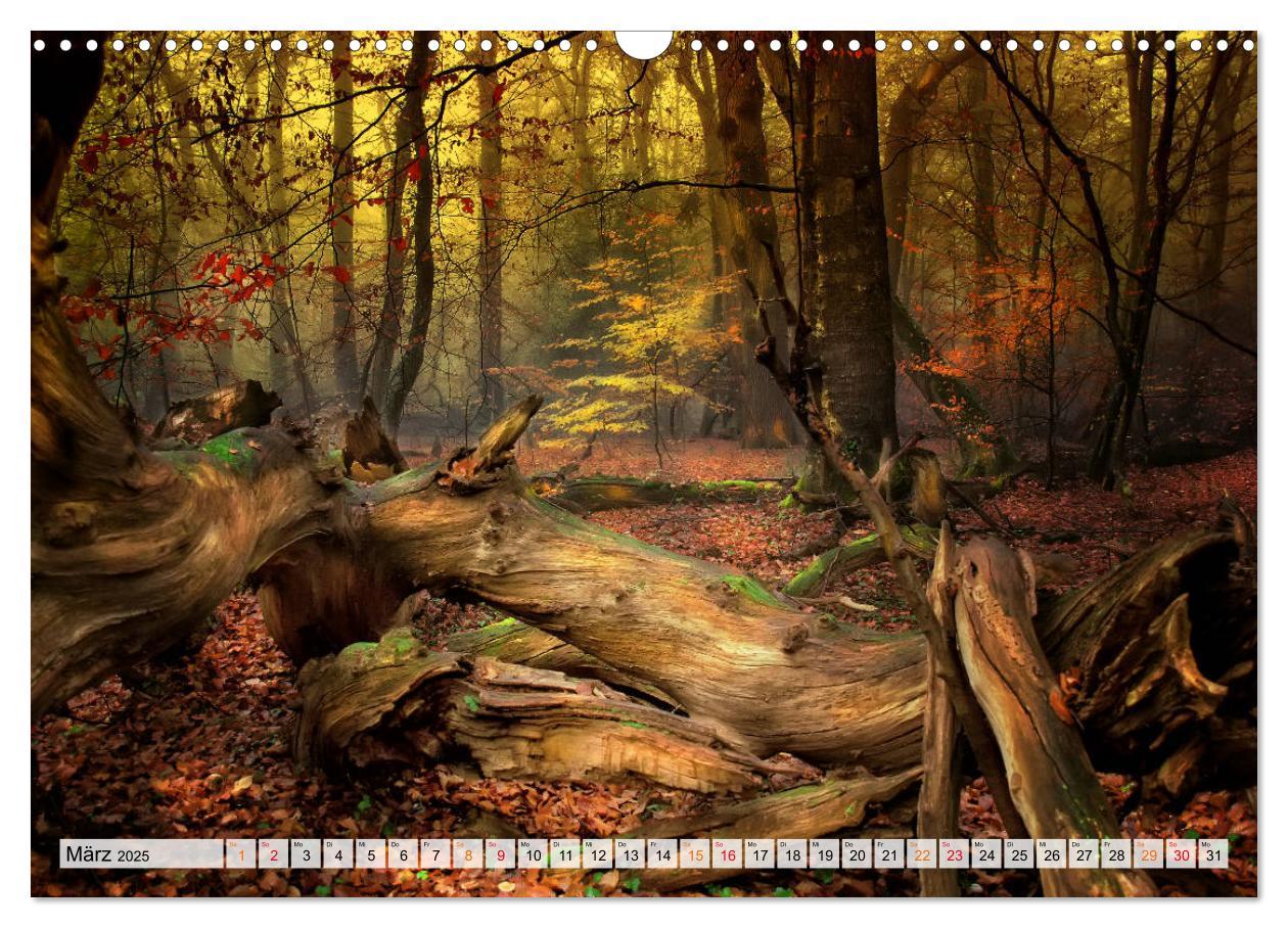 Bild: 9783435071623 | Wald - mystische Spaziergänge (Wandkalender 2025 DIN A3 quer),...