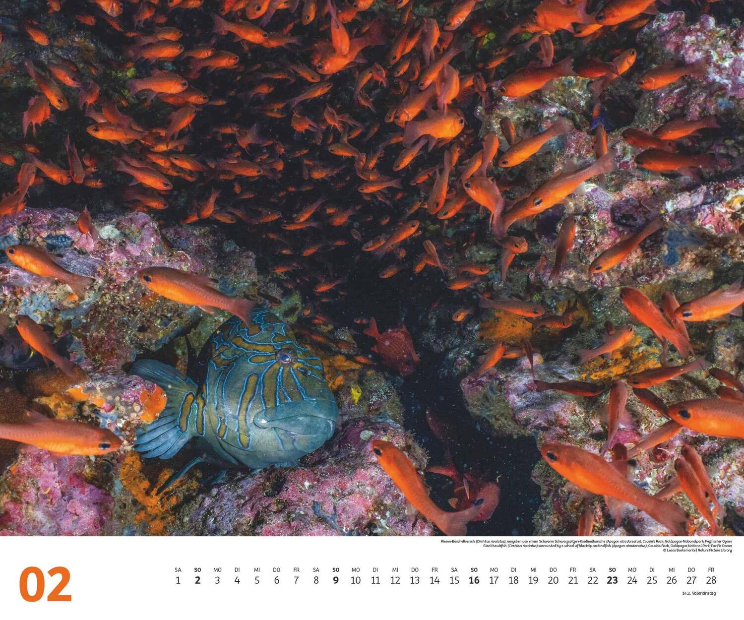 Bild: 4250809653983 | Fischschwärme 2025 - Unterwasser-Natur-Fotografie - Wandkalender 60...