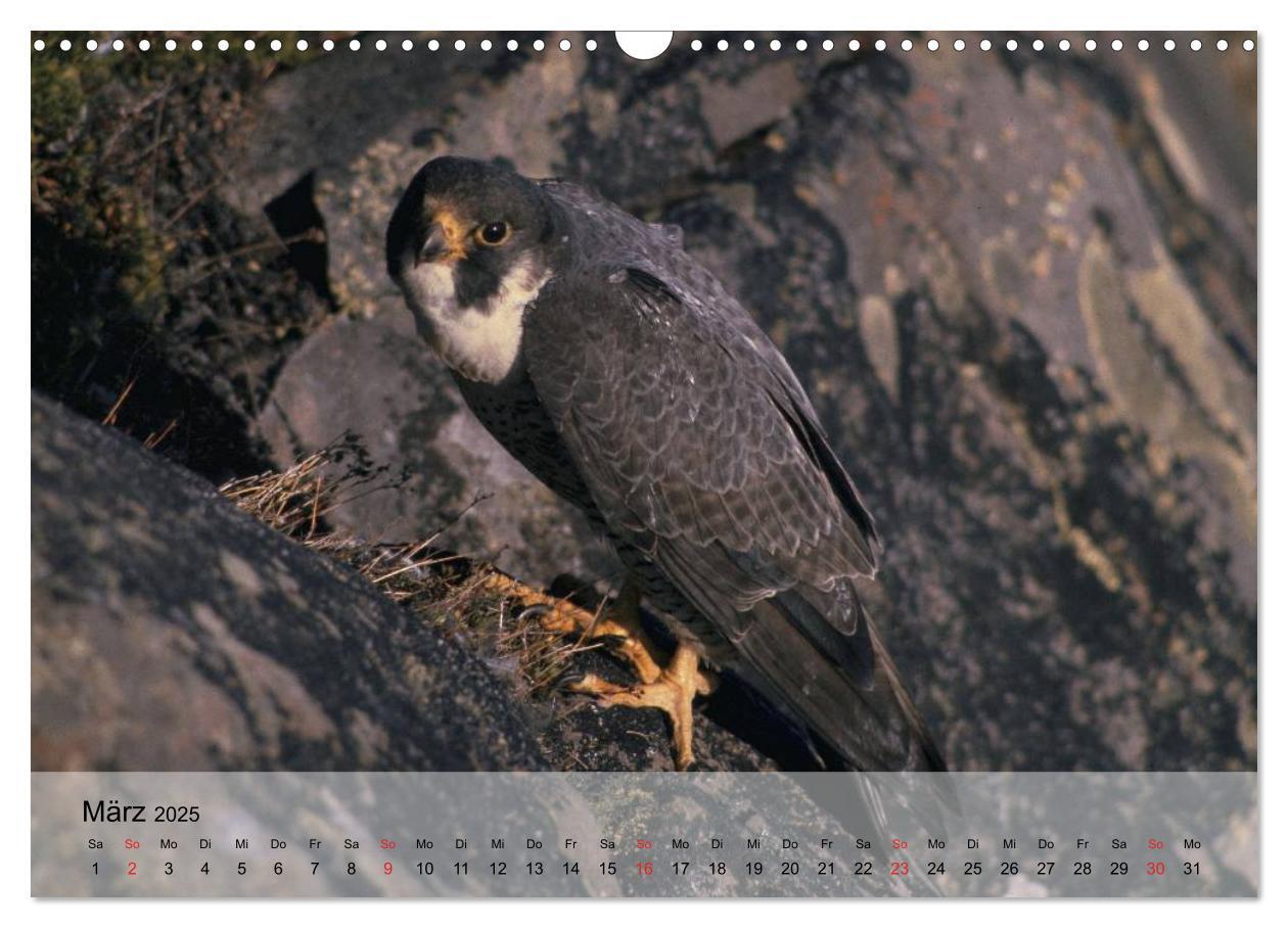 Bild: 9783435651153 | Falken und Greifvögel. Edle Jäger (Wandkalender 2025 DIN A3 quer),...