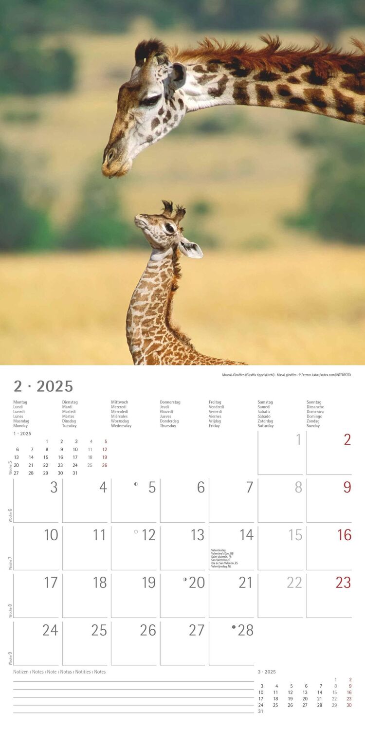 Bild: 4251732340773 | Tierbabys 2025 - Broschürenkalender 30x30 cm (30x60 geöffnet) -...