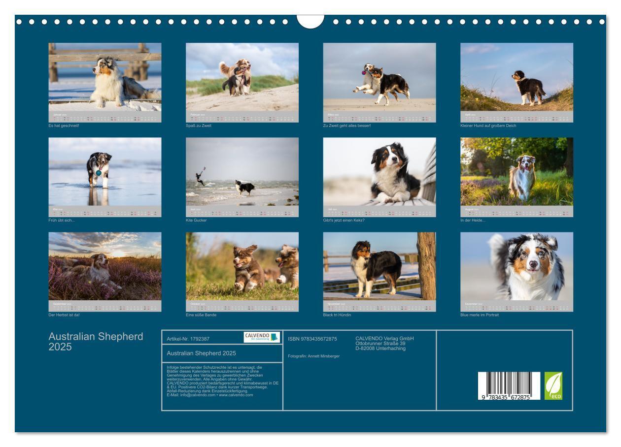 Bild: 9783435672875 | Australian Shepherd 2025 (Wandkalender 2025 DIN A3 quer), CALVENDO...