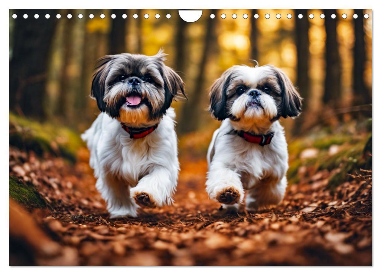 Bild: 9783435639564 | Shih Tzu - der wuschelige Hund aus Tibet (Wandkalender 2025 DIN A4...