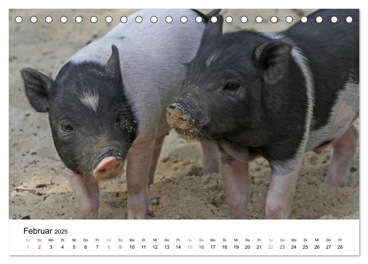 Bild: 9783435777501 | Schwein gehabt! (Tischkalender 2025 DIN A5 quer), CALVENDO...