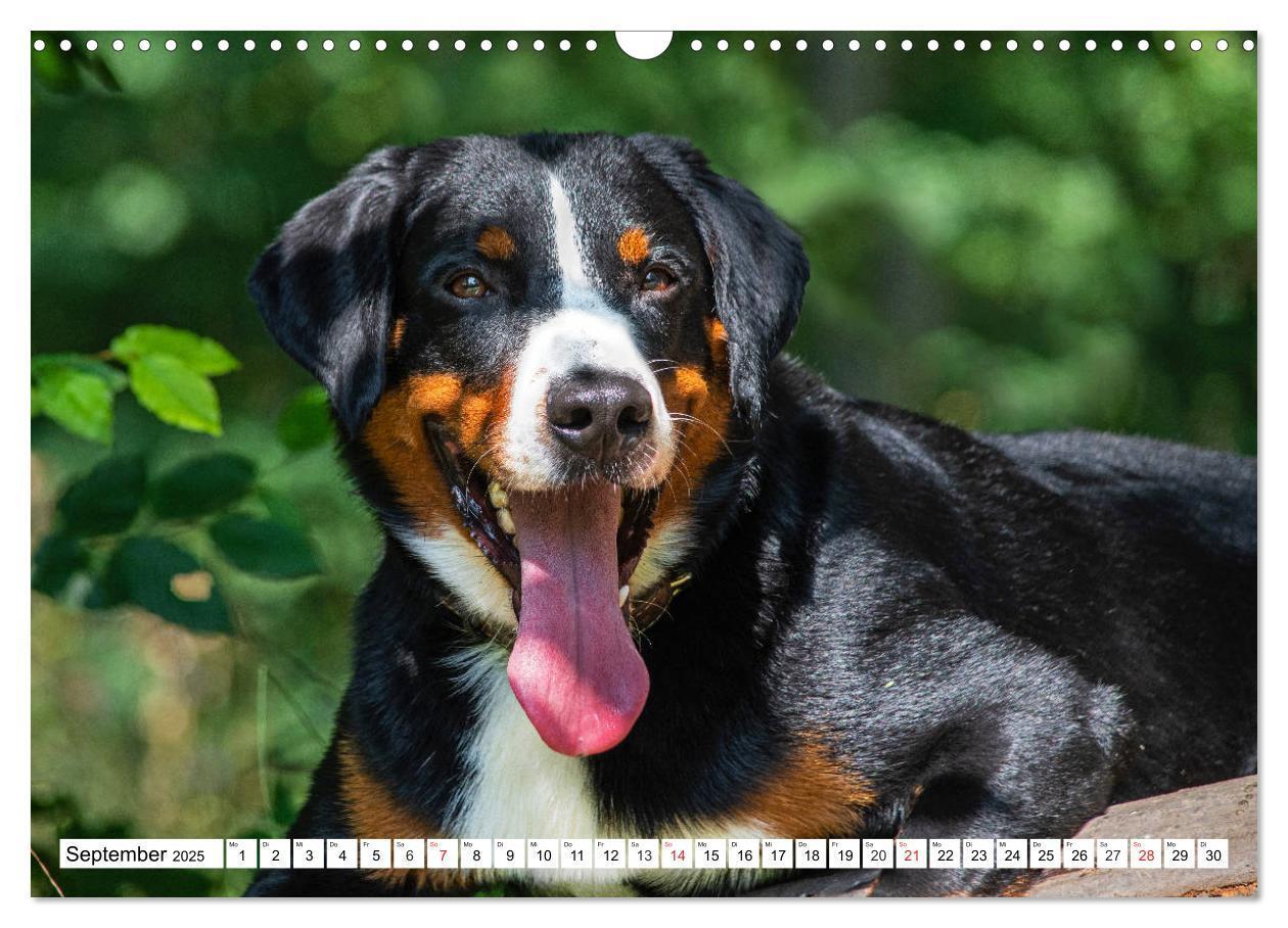 Bild: 9783435112630 | Appenzeller Sennenhund - Ein Schweizer auf 4 Pfoten (Wandkalender...