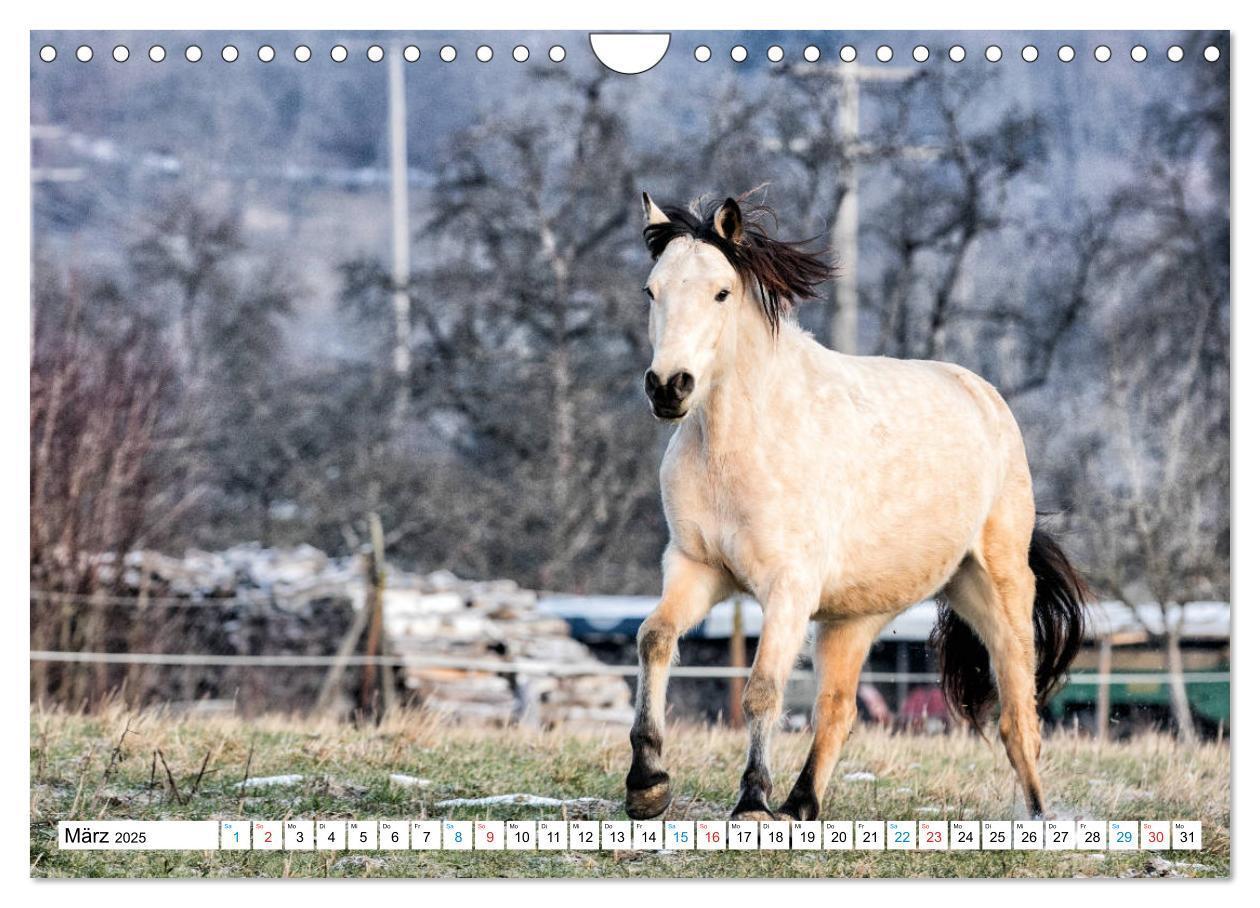 Bild: 9783435172542 | Durch das Jahr mit dem Connemara Pony Holly (Wandkalender 2025 DIN...