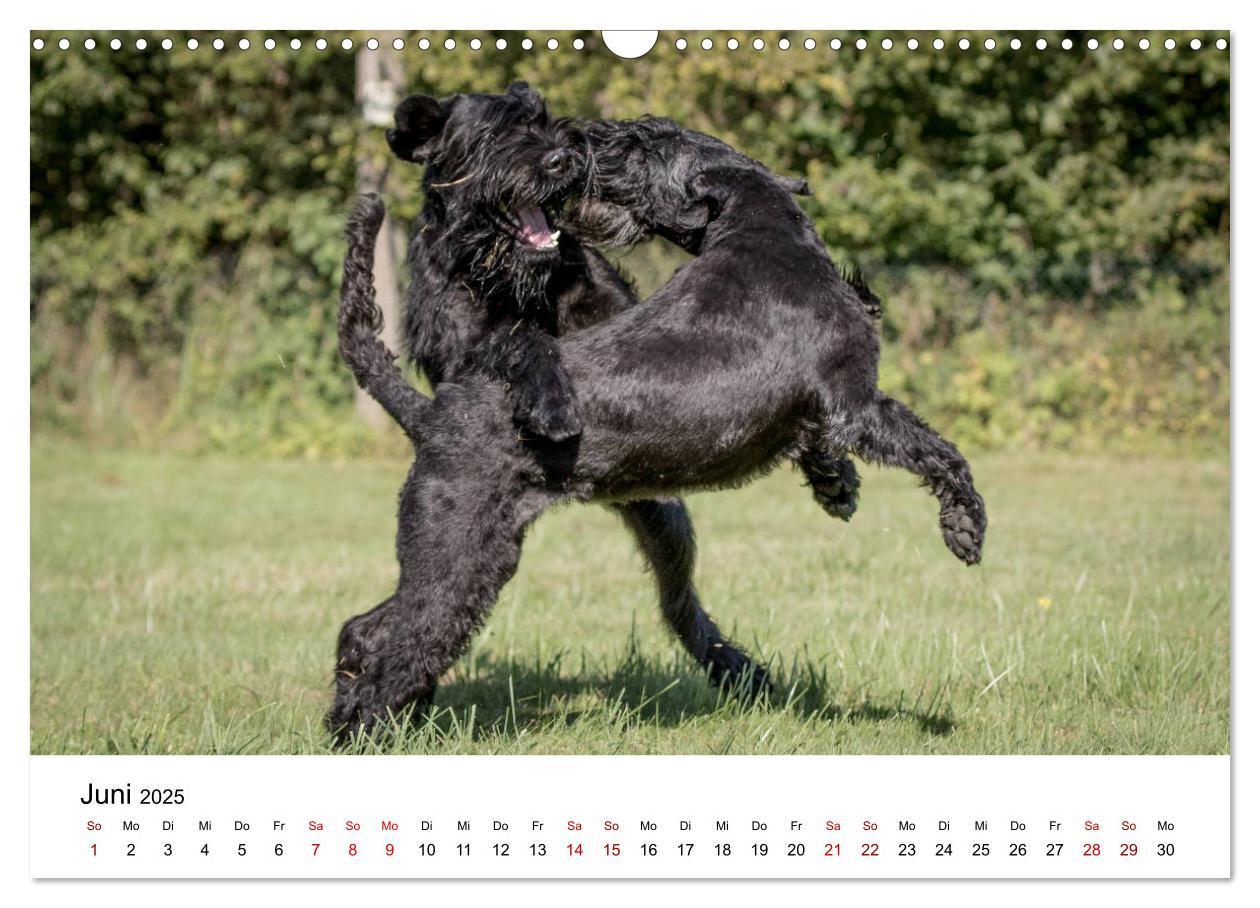 Bild: 9783435424535 | Schnauzer... von Zwergen und Riesen 2025 (Wandkalender 2025 DIN A3...