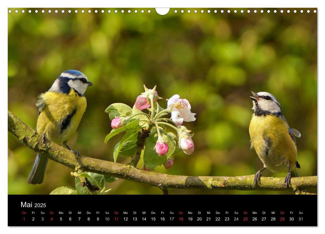 Bild: 9783435626144 | Singvögel in Deutschland (Wandkalender 2025 DIN A3 quer), CALVENDO...