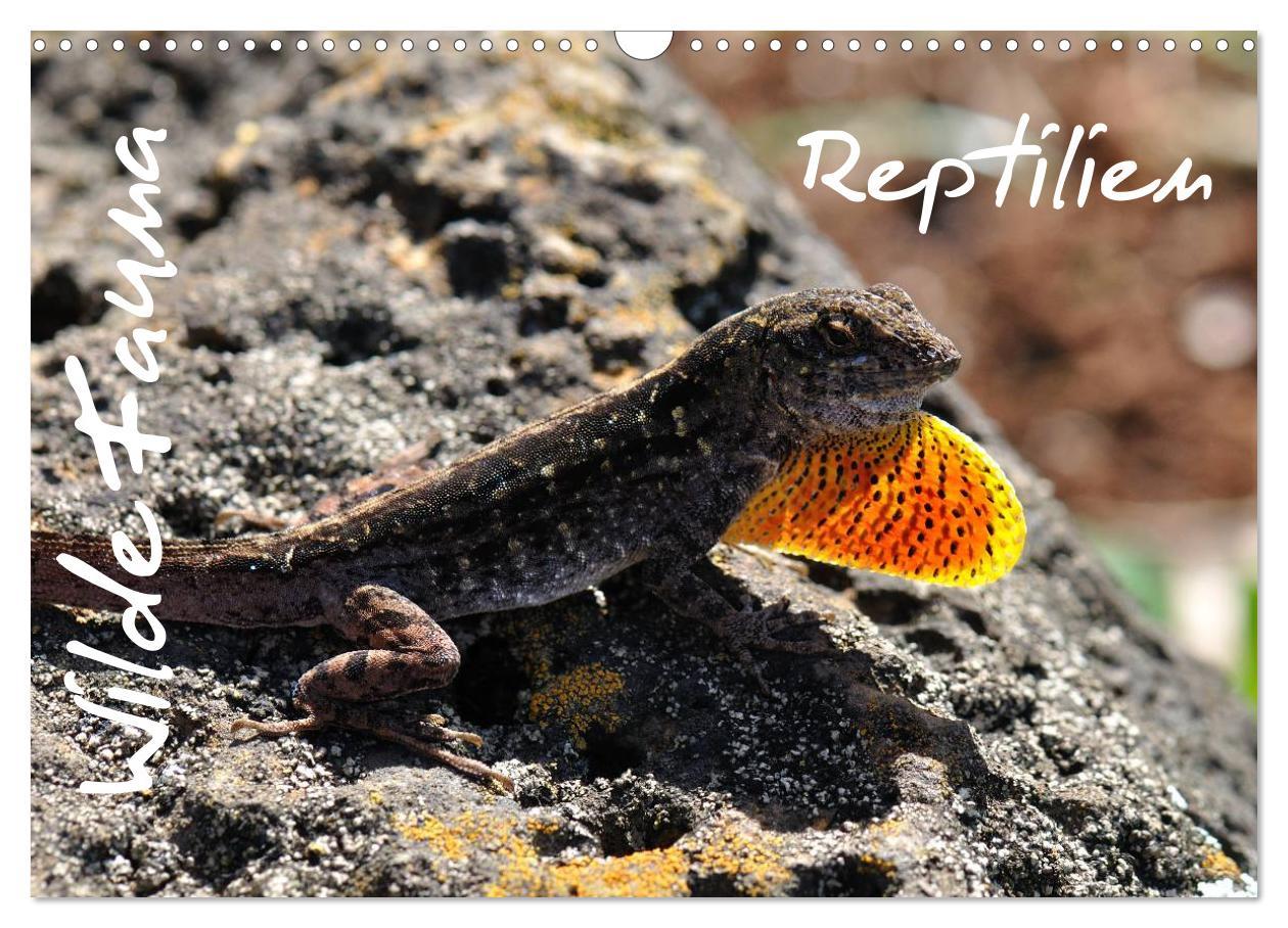 Cover: 9783435793099 | Wilde Fauna - Reptilien (Wandkalender 2025 DIN A3 quer), CALVENDO...