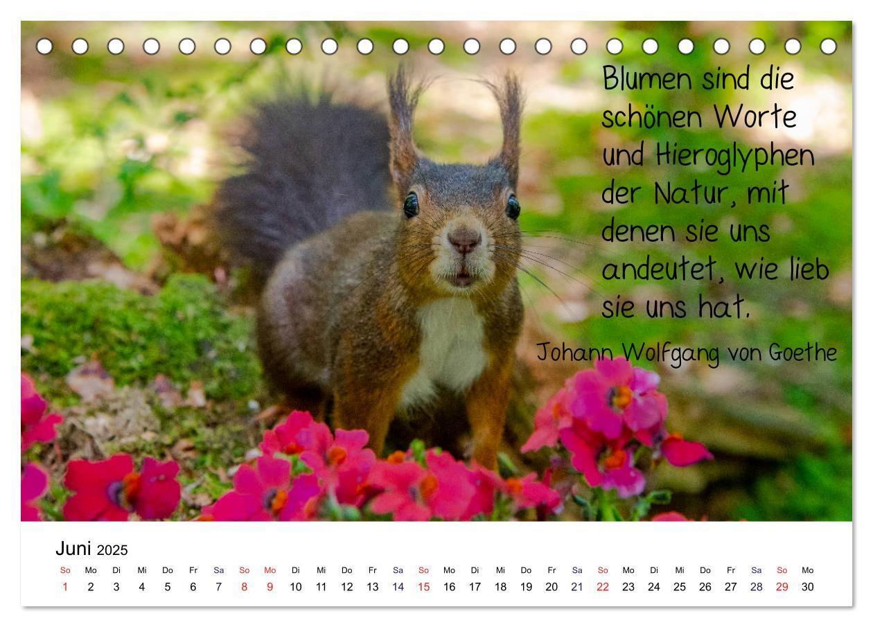 Bild: 9783435433247 | Der literarische Eichhörnchen-Kalender (Tischkalender 2025 DIN A5...