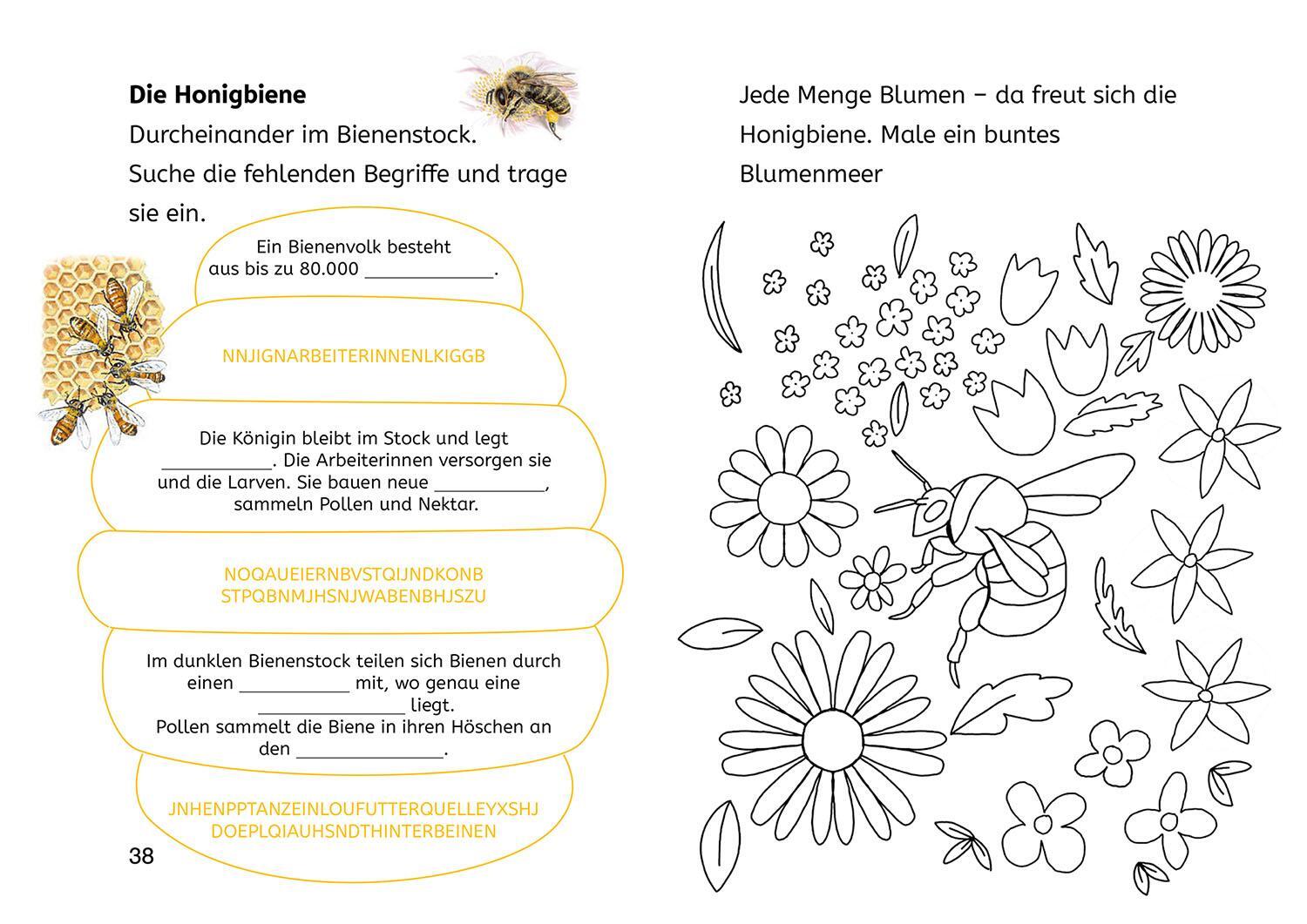 Bild: 9783440178195 | Lesen lernen mit Naturrätseln, Bücherhelden 2. Klasse, Insekten &amp;...