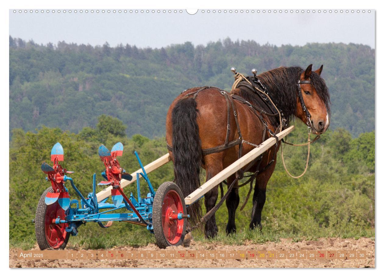 Bild: 9783435095766 | Zugpferde bei der Feldarbeit (Wandkalender 2025 DIN A2 quer),...