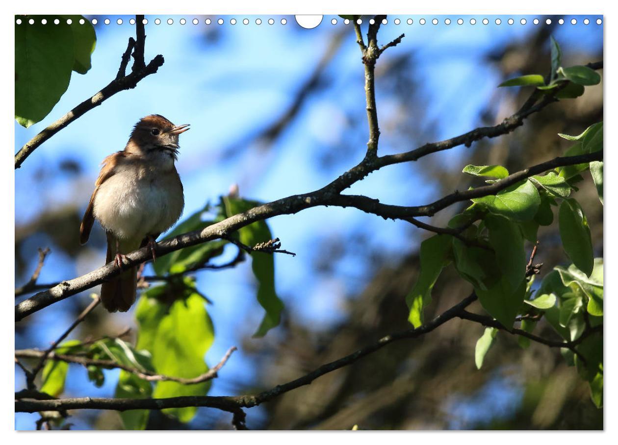 Bild: 9783435414819 | Vögel in der Extremadura (Wandkalender 2025 DIN A3 quer), CALVENDO...