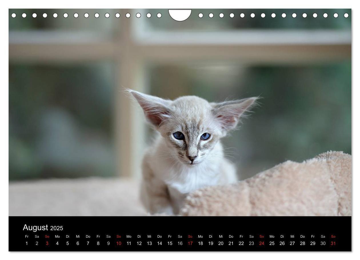 Bild: 9783435730070 | Orientalische Katzen (Wandkalender 2025 DIN A4 quer), CALVENDO...