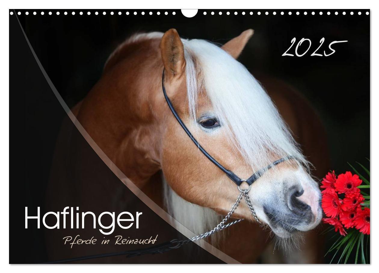 Cover: 9783435505173 | Haflinger-Pferde in Reinzucht (Wandkalender 2025 DIN A3 quer),...