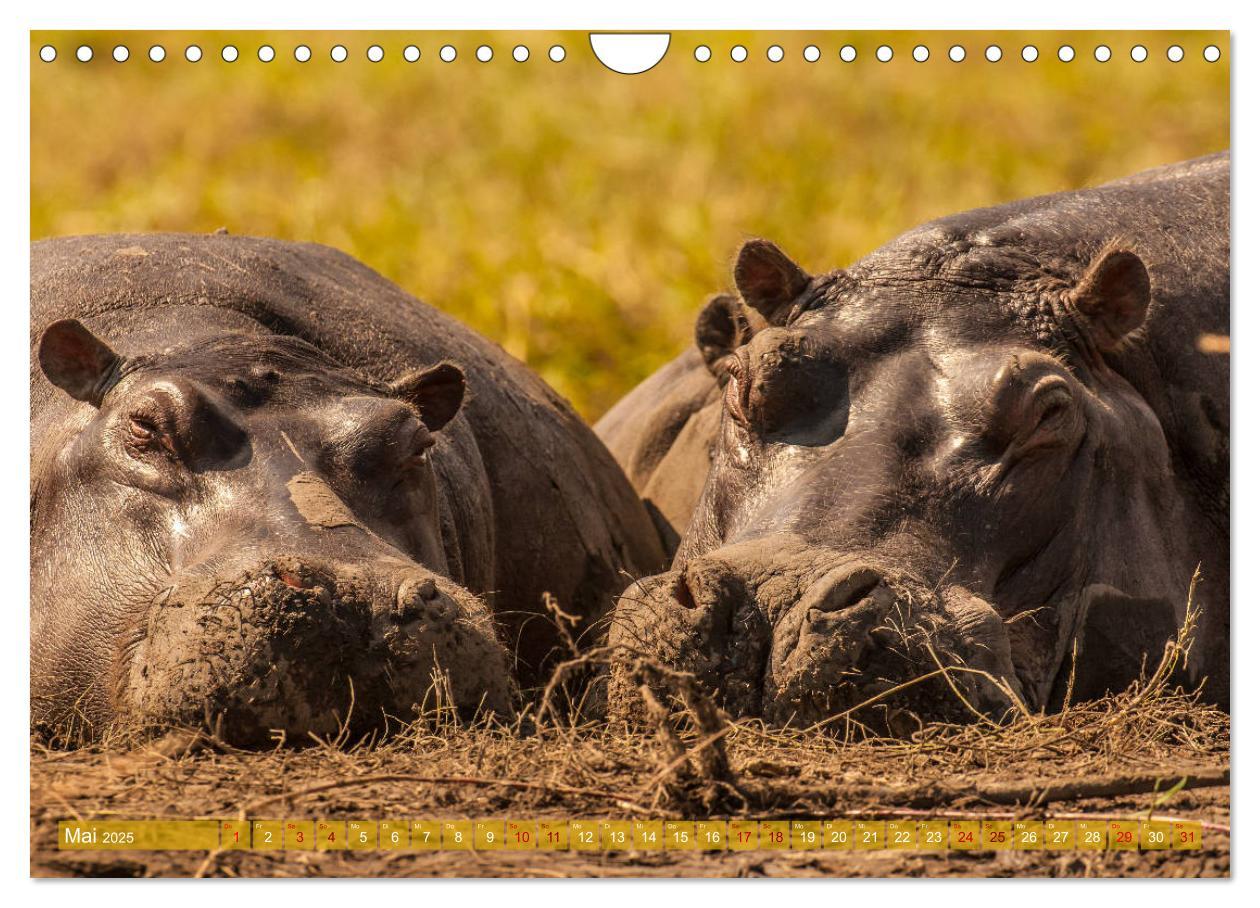 Bild: 9783435373024 | Chobe River - Eine spannende Flussfahrt in Botswana (Wandkalender...