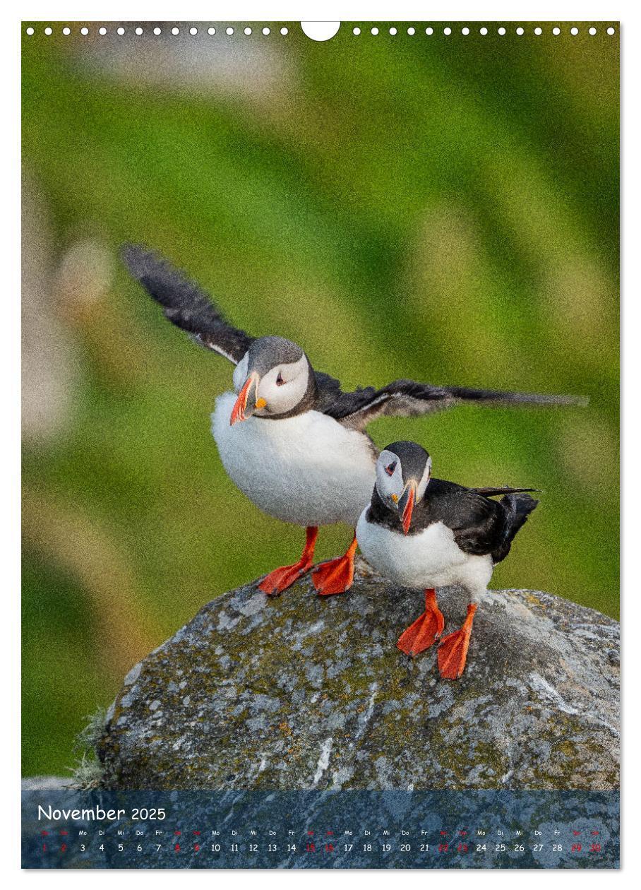 Bild: 9783435848843 | Naturerlebnis Puffin (Wandkalender 2025 DIN A3 hoch), CALVENDO...