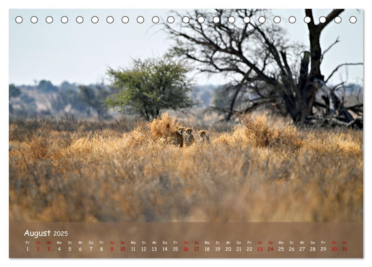 Bild: 9783435014521 | Kgalagadi - Fauna und Wildtiere in der Kalahari (Tischkalender 2025...