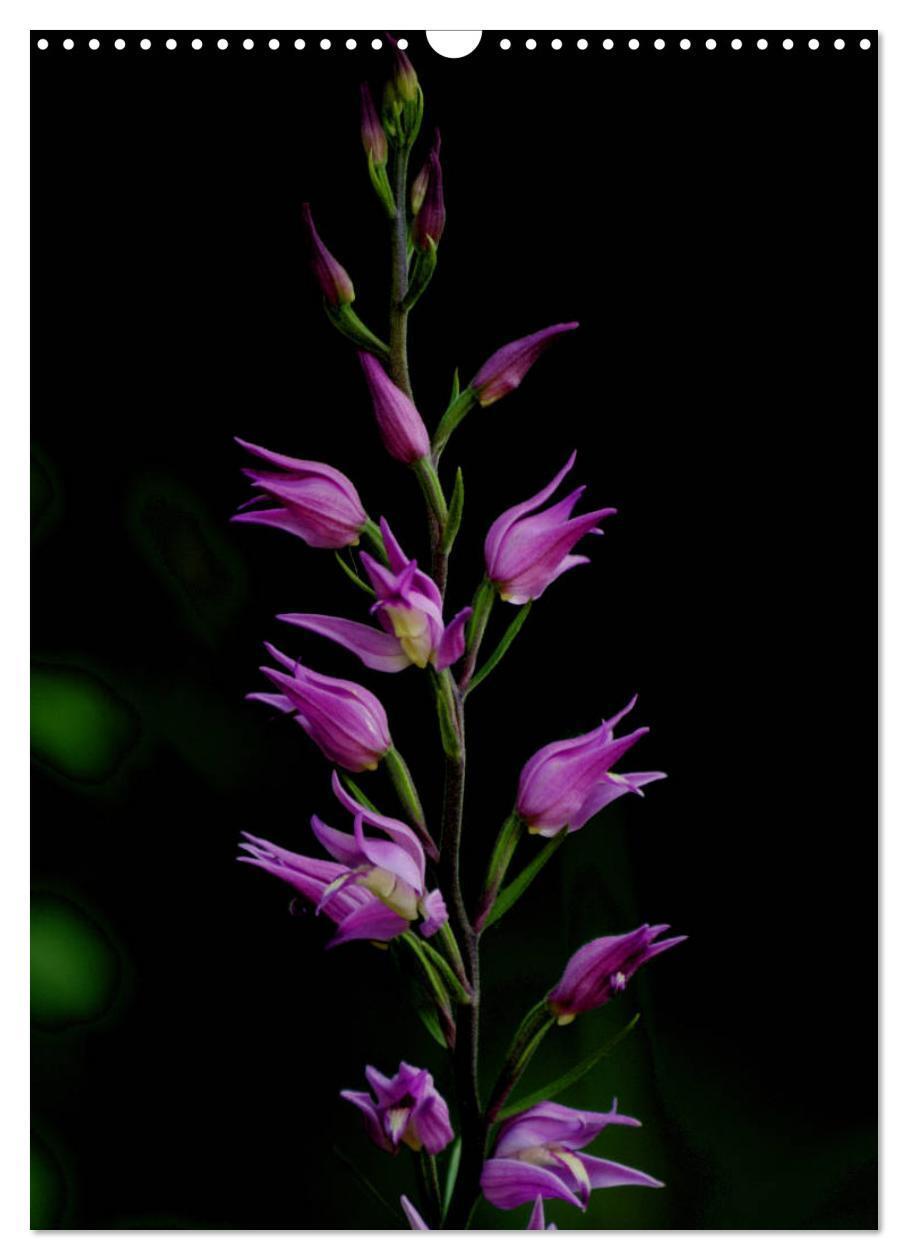 Bild: 9783457006801 | Juwelen der Natur - Ein Orchideensommer (Wandkalender 2025 DIN A3...