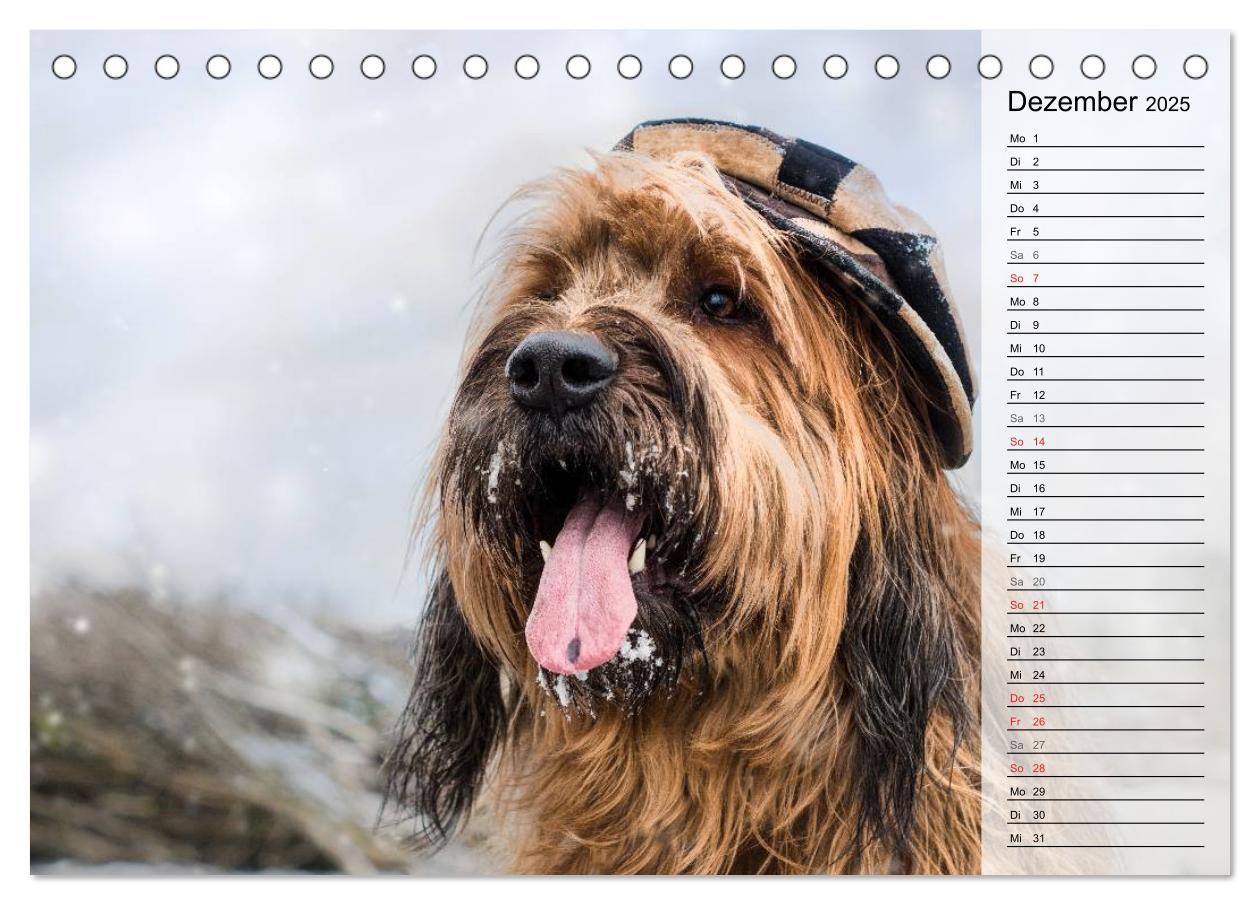 Bild: 9783435468775 | Der Briard 2025 - Ein echter Charmeur (Tischkalender 2025 DIN A5...